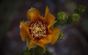 Close Up of Orange Flower | Obraz na stenu