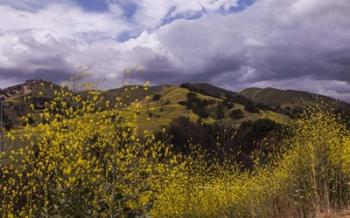 Rolling Hills | Obraz na stenu