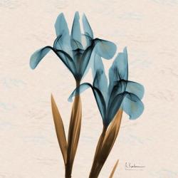 Iris Blue Brown | Obraz na stenu