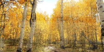 Aspen Pathway | Obraz na stenu