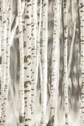 Birches 2 | Obraz na stenu
