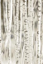 Birches 3 | Obraz na stenu