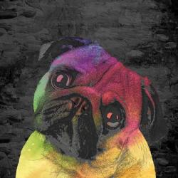 Pug | Obraz na stenu