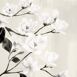 Magnolias | Obraz na stenu