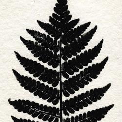 Pressed Fern 2 | Obraz na stenu