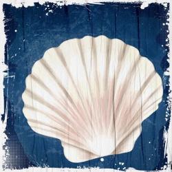 Coastal Shells 2 | Obraz na stenu
