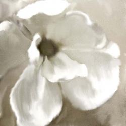 Magnolia Blooming | Obraz na stenu