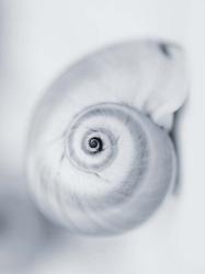 Moon Snail | Obraz na stenu