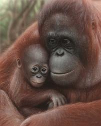 Orangutan Mother and Baby | Obraz na stenu