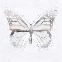 Silver Butterfly II | Obraz na stenu