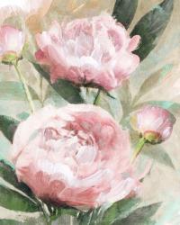 Bountiful Peonies | Obraz na stenu