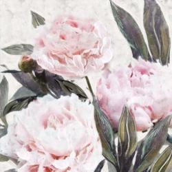 Bountiful Peonies IV | Obraz na stenu