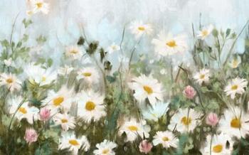 Field of Daisies | Obraz na stenu