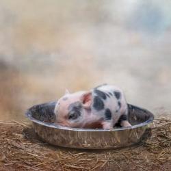 This Little Piggy | Obraz na stenu