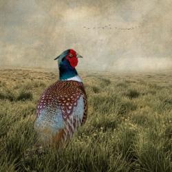 Have a Very Pheasant Day | Obraz na stenu