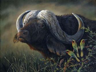 Caped Buffalo | Obraz na stenu