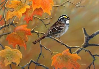 Whitethroated Sparrow | Obraz na stenu