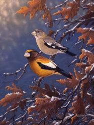 Evening Grosbeaks | Obraz na stenu