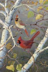 Cardinals In Birch | Obraz na stenu