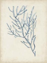 Seaweed Specimens III | Obraz na stenu