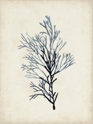 Seaweed Specimens IV | Obraz na stenu