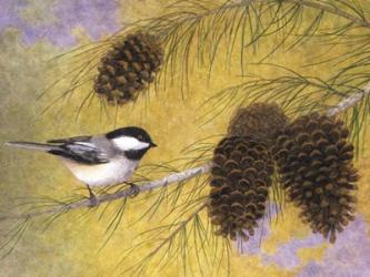 Chickadee in the Pines I | Obraz na stenu