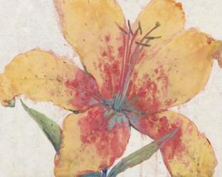Blooming Lily | Obraz na stenu