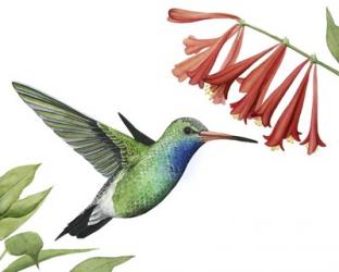 Hummingbird & Flower II | Obraz na stenu