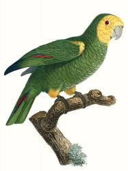 Parrot of the Tropics IV | Obraz na stenu