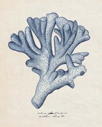 Sea Coral Study I | Obraz na stenu