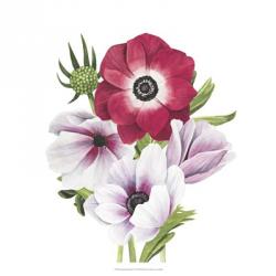 Anemone Blooms I | Obraz na stenu