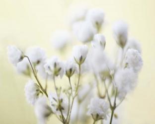 Baby's Breath Study IV | Obraz na stenu