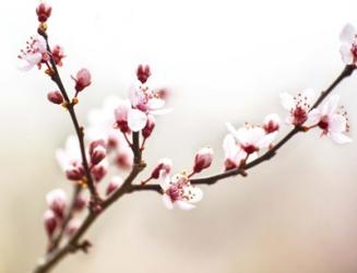 Cherry Blossom Study I | Obraz na stenu