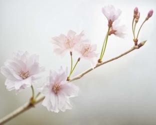 Cherry Blossom Study II | Obraz na stenu