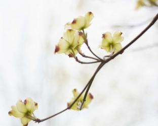 Dogwood Detail II | Obraz na stenu