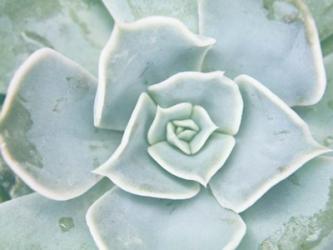 Storybook Succulent II | Obraz na stenu