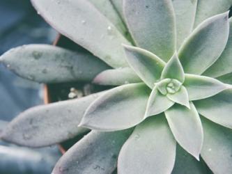 Storybook Succulent III | Obraz na stenu