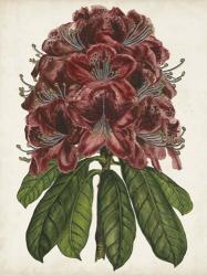 Rhododendron Study II | Obraz na stenu