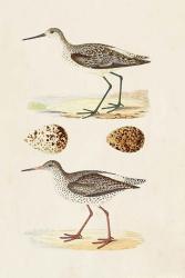 Sandpipers & Eggs II | Obraz na stenu