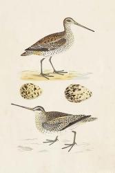 Sandpipers & Eggs III | Obraz na stenu