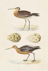 Sandpipers & Eggs IV | Obraz na stenu