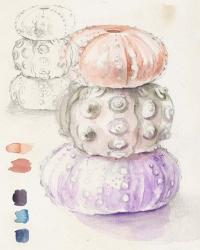 Sea Urchin Sketches I | Obraz na stenu