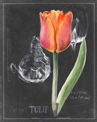 Chalkboard Flower III | Obraz na stenu