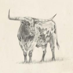 Longhorn Steer Sketch II | Obraz na stenu