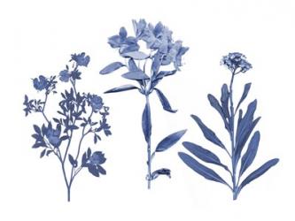 Indigo Pressed Florals II | Obraz na stenu