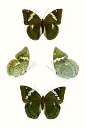 Butterfly Specimen V | Obraz na stenu