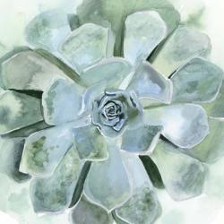 Verdant Succulent III | Obraz na stenu