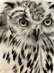 Charcoal Owl I | Obraz na stenu