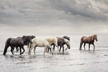 Water Horses IV | Obraz na stenu