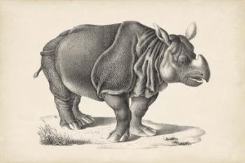 Rhinoceros | Obraz na stenu